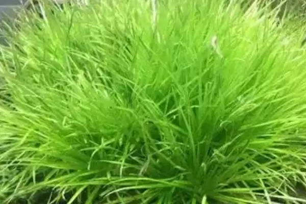 水草的养殖技术是什么？水草养殖技术与养鱼方法要点？插图4