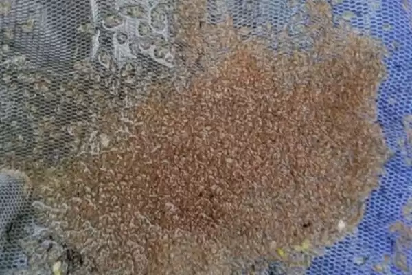 什么是水蚤？水蚤知识科普与养鱼关键细节？插图3
