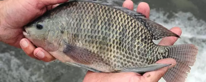 三四斤的鲫鱼是什么品种？鲫鱼品种知识与养鱼方法要点？-会东网