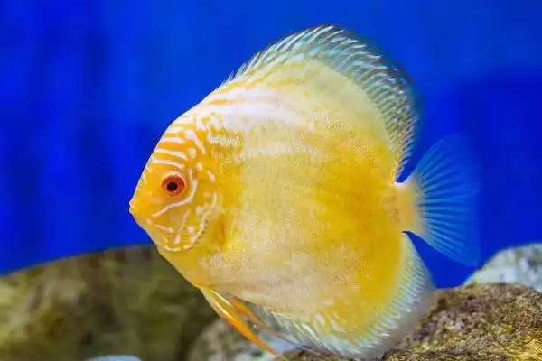 如何判断鱼缸的鱼是否缺氧？鱼缺氧判断方法与养鱼关键细节？插图2