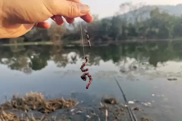 晚上蚯蚓钓鱼没鱼吃是什么原因？夜钓蚯蚓无鱼原因与养鱼要点？插图1
