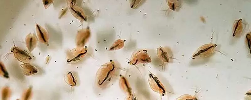 什么是水蚤？水蚤知识科普与养鱼关键细节？-会东网