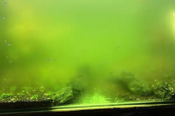 鱼缸的水会变绿是啥原因？鱼缸水变绿原因与养鱼关键细节？插图1