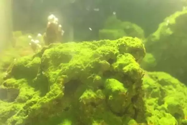 鱼缸出现黄褐斑是啥原因？鱼缸问题原因与养鱼要点？插图3