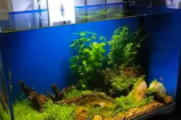 什么水适合养鱼？养鱼用水知识科普与养鱼方法要点？插图2