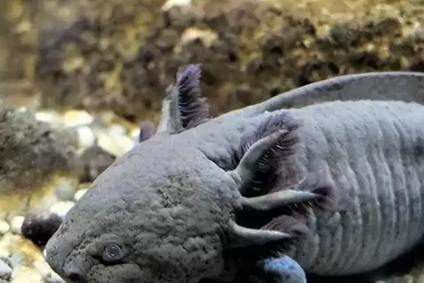 娃娃鱼在水中还是陆地上生活?娃娃鱼生活环境知识与养鱼关键细节?插图5 娃娃鱼在水中还是陆地上生活?娃娃鱼生活环境知识与养鱼关键细节?插图5