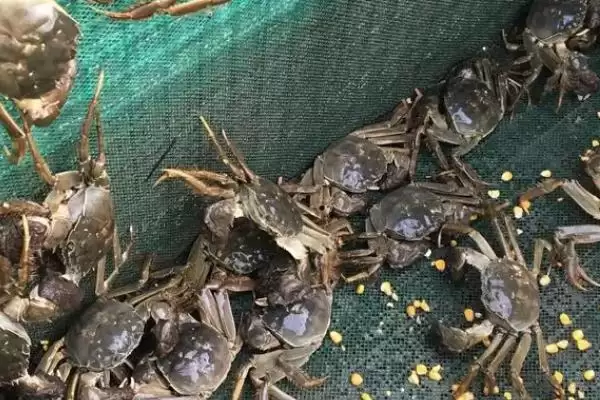 养螃蟹适宜水深是多少？螃蟹养殖与养鱼重点细节？插图1