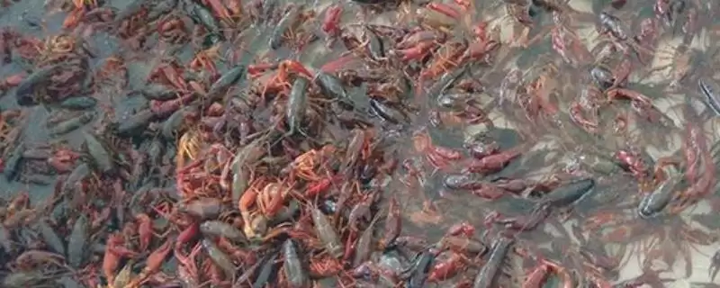 养10亩龙虾能赚多少钱?龙虾养殖收益与养鱼要点?-会东网