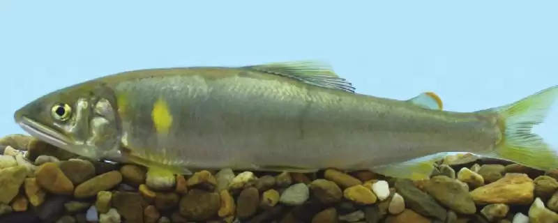 野生香鱼市场价格是多少？香鱼价格与养鱼重点事项？-会东网