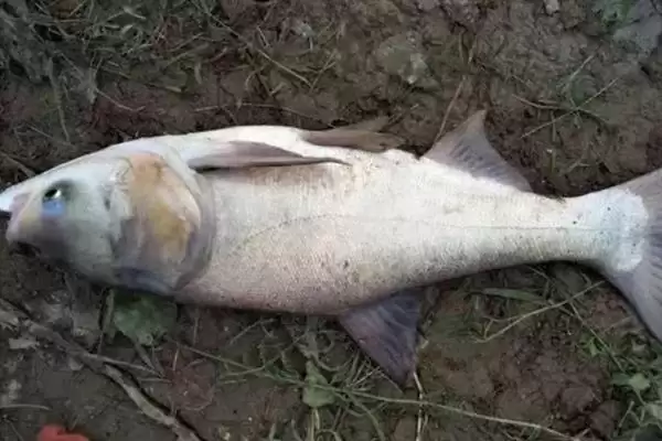 养鱼密度咋确定？养鱼密度知识与养鱼关键细节讲解？插图5