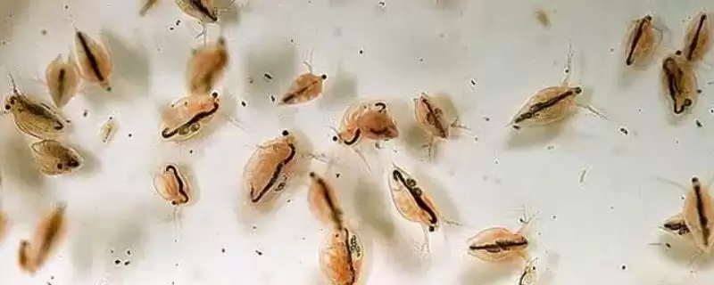 水蚤几天繁殖一代?水蚤繁殖知识与养鱼关键细节?-会东网