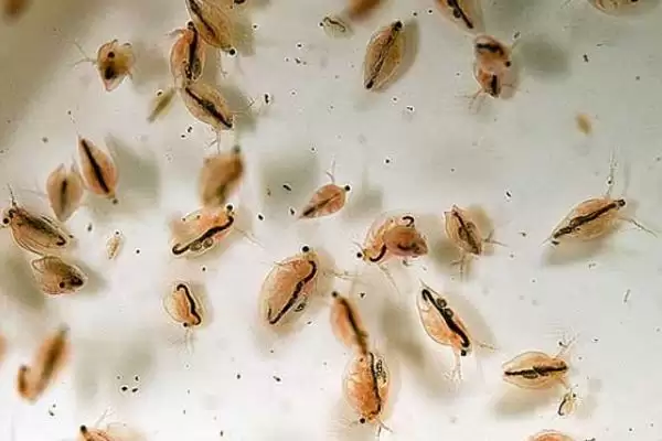 什么是水蚤？水蚤知识科普与养鱼关键细节？插图1