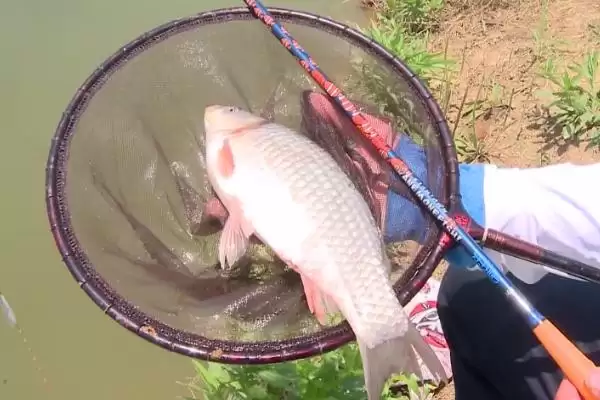 小丑鱼2代鱼竿介绍有哪些？小丑鱼2代鱼竿知识与养鱼关键细节分享？插图1