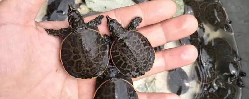 珍珠鳖苗的价格是多少?珍珠鳖苗价格与养鱼方法要点?-会东网