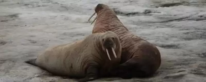 什么是海象?海象知识科普与养鱼关键细节?-会东网