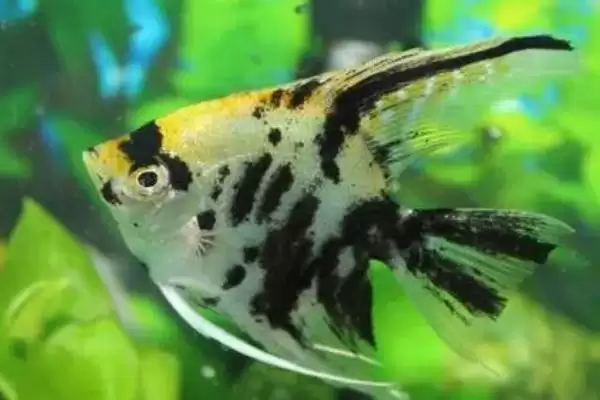月光燕子鱼好不好养？月光燕子鱼养殖与养鱼重点？插图1