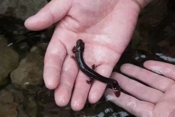 娃娃鱼在水中还是陆地上生活?娃娃鱼生活环境知识与养鱼关键细节?插图1 娃娃鱼在水中还是陆地上生活?娃娃鱼生活环境知识与养鱼关键细节?插图1