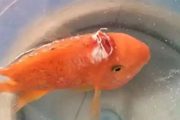 鹦鹉鱼患病咋办？鹦鹉鱼疾病处理与养鱼重点细节？插图1