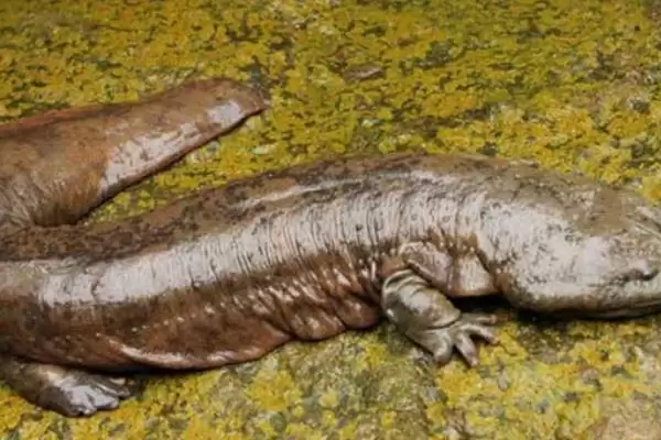 娃娃鱼在水中还是陆地上生活?娃娃鱼生活环境知识与养鱼关键细节?插图3 娃娃鱼在水中还是陆地上生活?娃娃鱼生活环境知识与养鱼关键细节?插图3