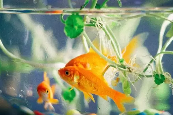 如何判断鱼缸的鱼是否缺氧？鱼缺氧判断方法与养鱼关键细节？插图1