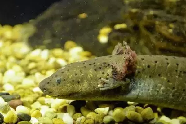 娃娃鱼在水中还是陆地上生活?娃娃鱼生活环境知识与养鱼关键细节?插图2 娃娃鱼在水中还是陆地上生活?娃娃鱼生活环境知识与养鱼关键细节?插图2