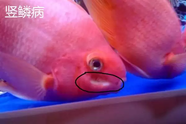 鹦鹉鱼患病咋办？鹦鹉鱼疾病处理与养鱼重点细节？插图4