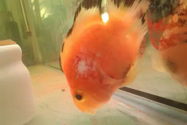 鹦鹉鱼患病咋办？鹦鹉鱼疾病处理与养鱼重点细节？插图9