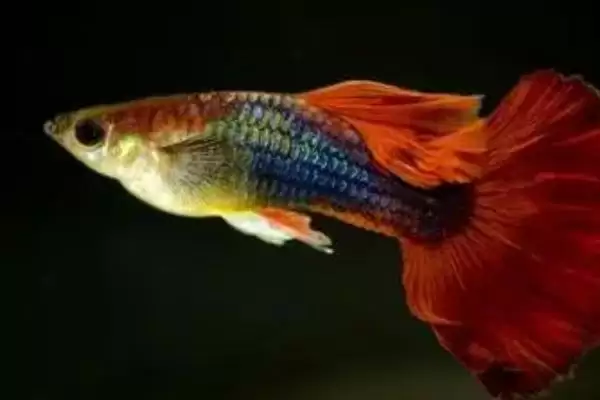鱼是怎么受精怀孕的？鱼受精繁殖知识与养鱼关键细节？插图6