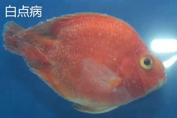 鹦鹉鱼患病咋办？鹦鹉鱼疾病处理与养鱼重点细节？插图5