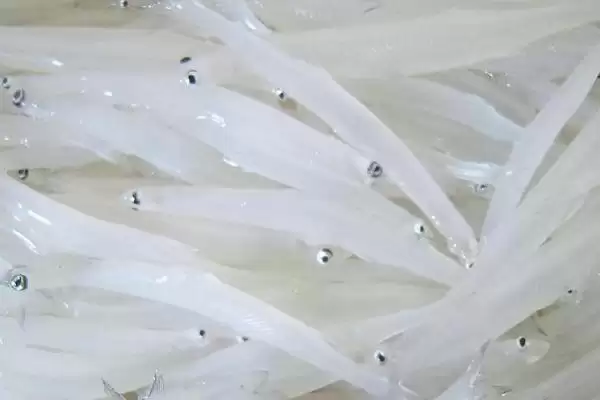 怎么保存银鱼干？银鱼干保存方法与养鱼方法要点？插图2