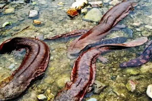 娃娃鱼在水中还是陆地上生活?娃娃鱼生活环境知识与养鱼关键细节?插图7 娃娃鱼在水中还是陆地上生活?娃娃鱼生活环境知识与养鱼关键细节?插图7