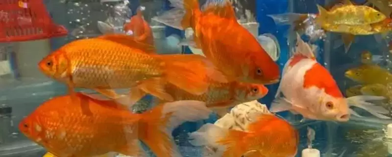 鱼是怎么受精怀孕的？鱼受精繁殖知识与养鱼关键细节？-会东网