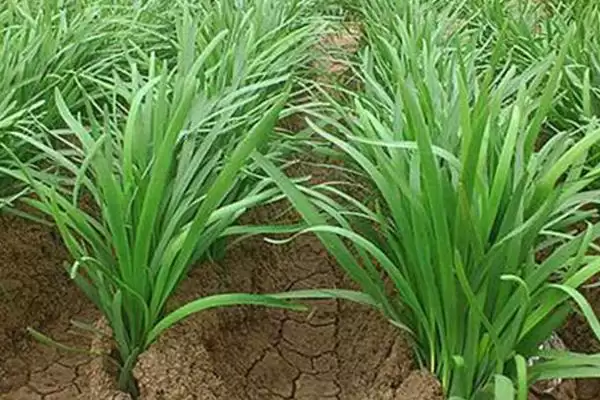 韭菜的种植环境 ,韭菜适合在怎样肥沃的环境中生长呢?插图3 韭菜的种植环境 ,韭菜适合在怎样肥沃的环境中生长呢?插图3