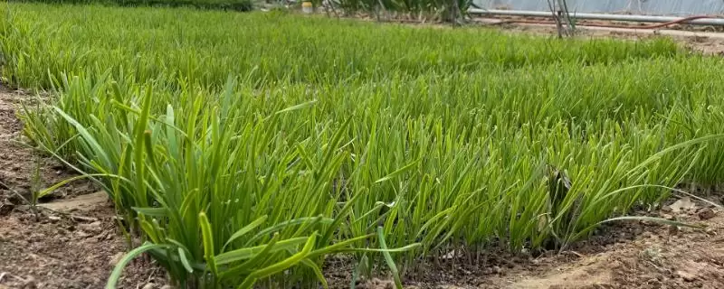 韭菜的种植环境 ,韭菜适合在怎样肥沃的环境中生长呢?插图 韭菜的种植环境 ,韭菜适合在怎样肥沃的环境中生长呢?插图