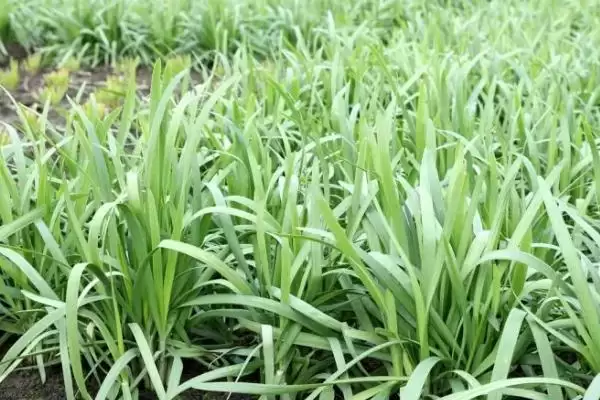 韭菜的种植环境 ,韭菜适合在怎样肥沃的环境中生长呢?插图1 韭菜的种植环境 ,韭菜适合在怎样肥沃的环境中生长呢?插图1