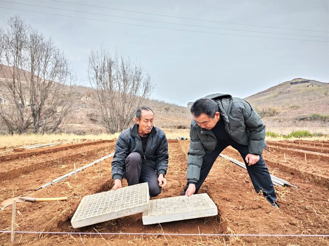 会东铁柳镇移民村：金叶铺就致富路，烟农耕耘幸福田插图1