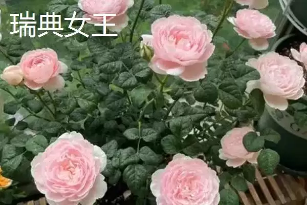 认识月季品种的方法和重点？认识月季品种要做好哪些细节？插图5
