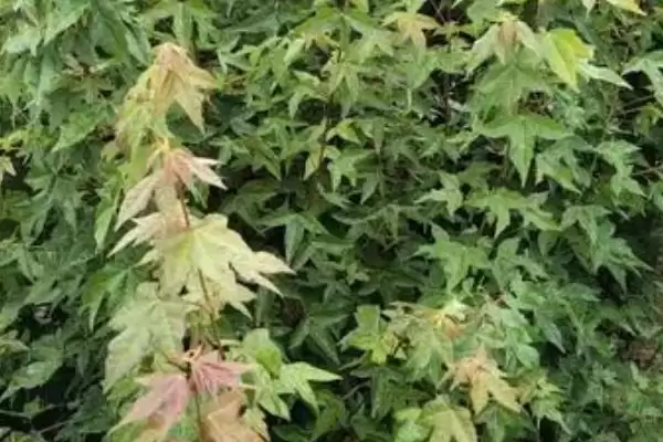三角枫的繁殖方法？繁殖三角枫要遵循哪些科学的繁殖方法和步骤？插图2