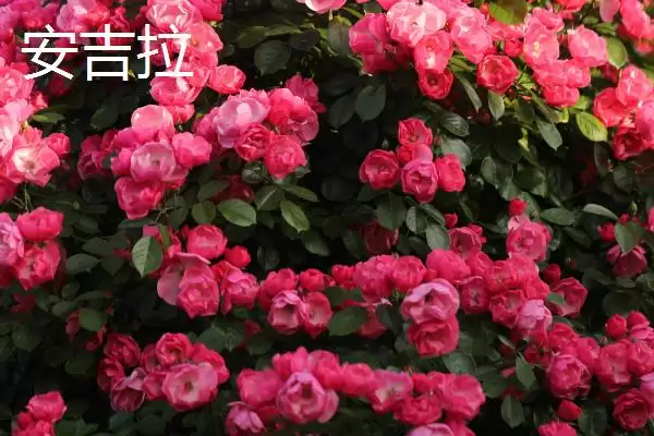 认识月季品种的方法和重点？认识月季品种要做好哪些细节？插图8