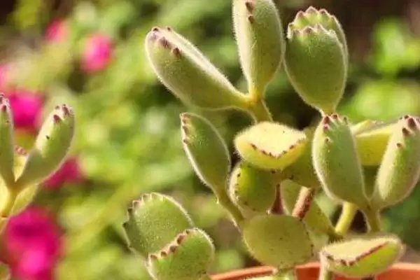 养殖熊童子的方法和重点?养殖熊童子要做好哪些细节?插图1 养殖熊童子的方法和重点?养殖熊童子要做好哪些细节?插图1