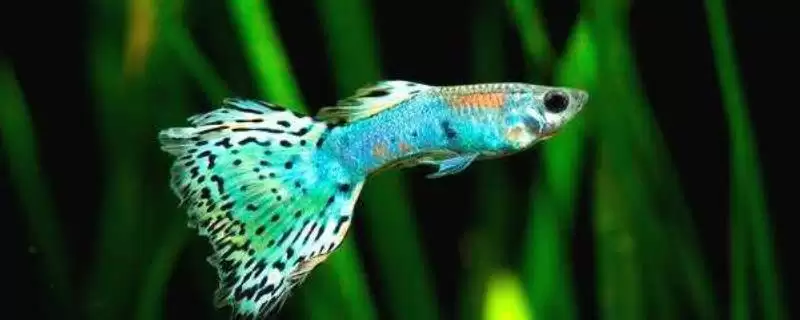 孔雀鱼上浮的原因 ,缺氧和烂鳃病如何导致孔雀鱼上浮？-会东网