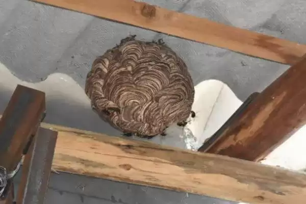 马蜂在窗户角筑巢怎么办，威胁到人身安全时则要立即处理掉插图1