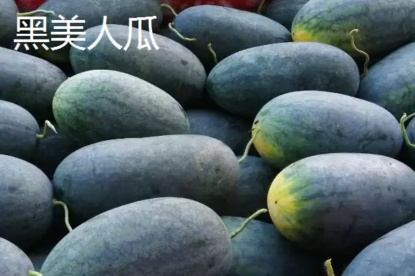 了解西瓜常见品种的方法和重点?认识西瓜品种要做好哪些细节?插图2 了解西瓜常见品种的方法和重点?认识西瓜品种要做好哪些细节?插图2