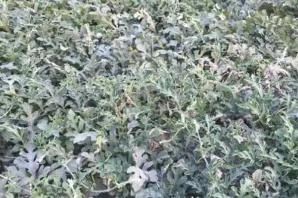 西瓜种子催芽方法的方法和重点？西瓜种子催芽要做好哪些细节？插图6