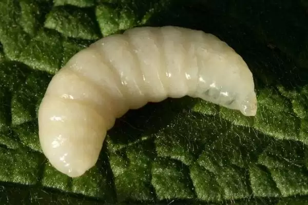 蜂王幼虫吃什么食物，蜂王幼虫吃蜂王浆插图2