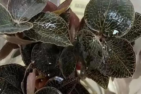 金线莲的品种 ,常见的金线莲有哪些品种呢插图3