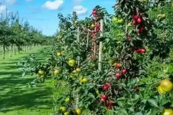 杨梅保花保果的方法，盛花期可喷施赤霉素插图3