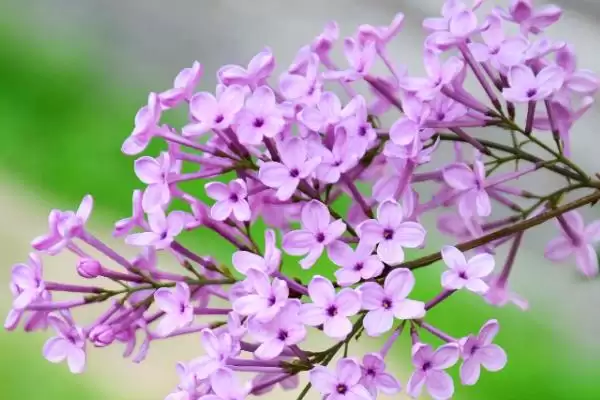怎么养丁香花盆栽，冬季养殖时需要移至室内插图2