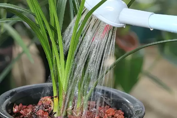 兰花的种植方法 ,兰花种植前消毒杀菌有何重要性？插图5