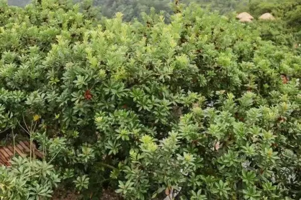 杨梅怎么种植，2-3月份定植可提高成活率插图3